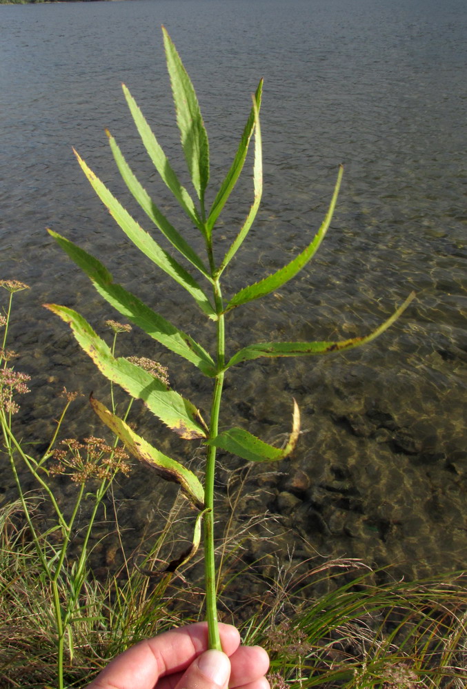 Image of Sium suave specimen.