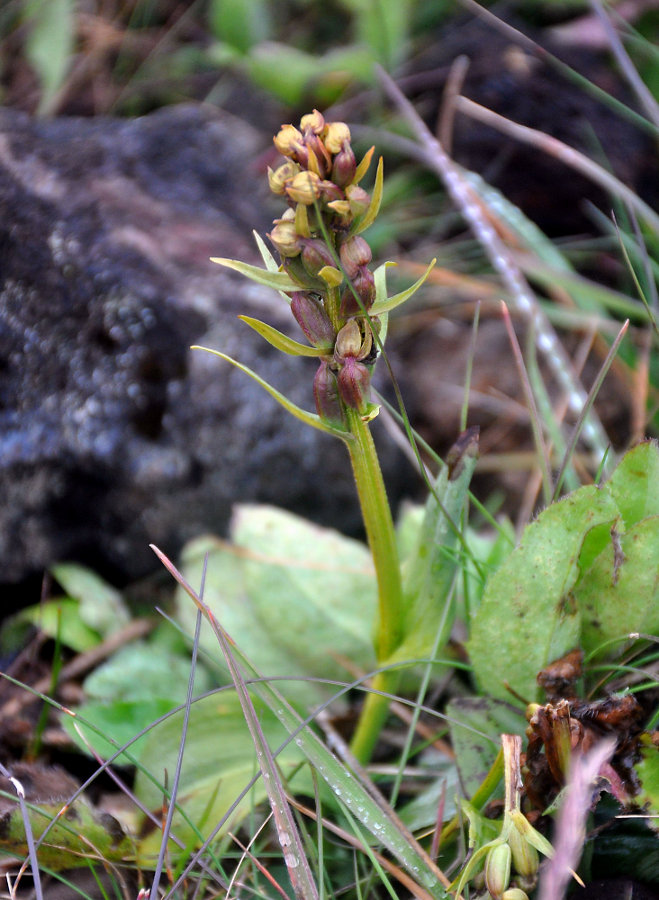 Изображение особи Dactylorhiza viridis.