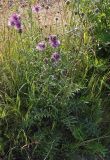 Centaurea scabiosa. Цветущее растение. Ленинградская обл., окр. ж-д ст. Кавголово. 12.07.2009.