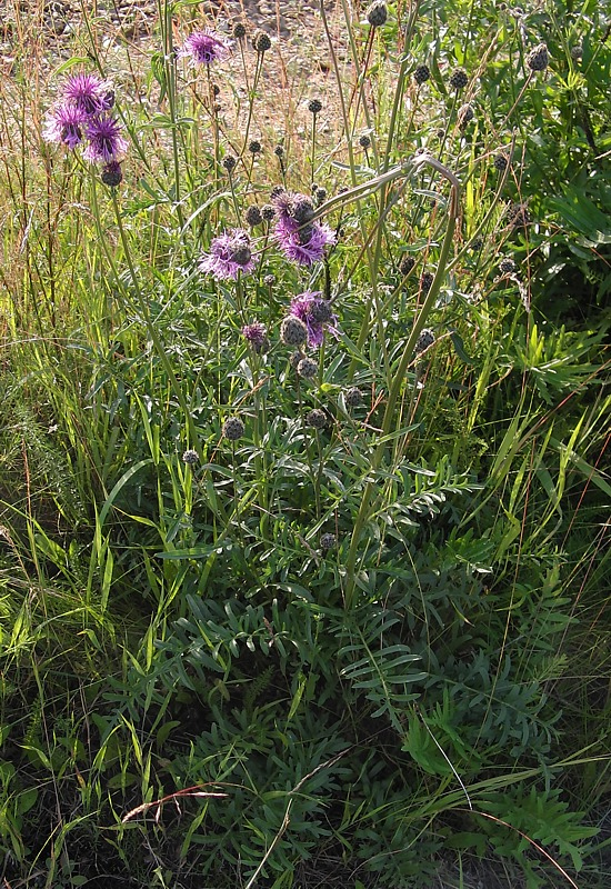 Image of Centaurea scabiosa specimen.