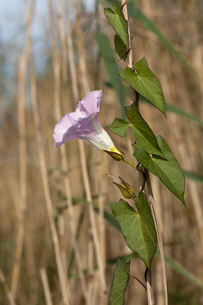 Image of Calystegia spectabilis specimen.