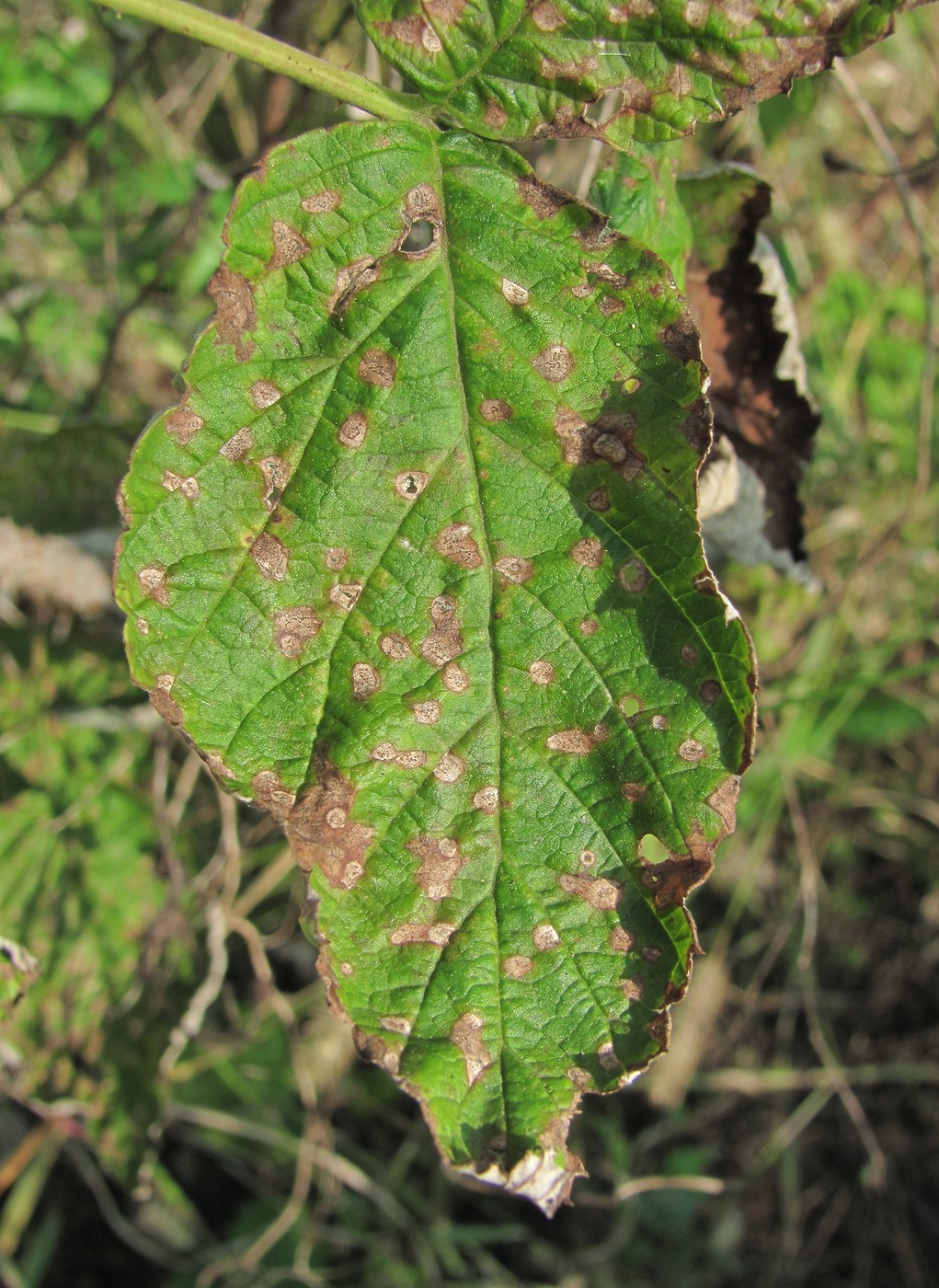 Изображение особи Rubus idaeus.