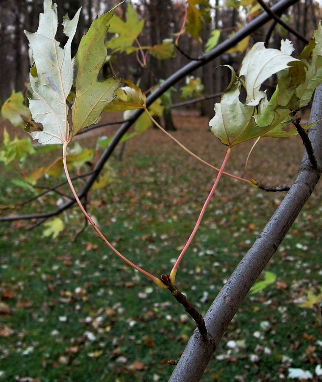 Image of Acer saccharinum specimen.