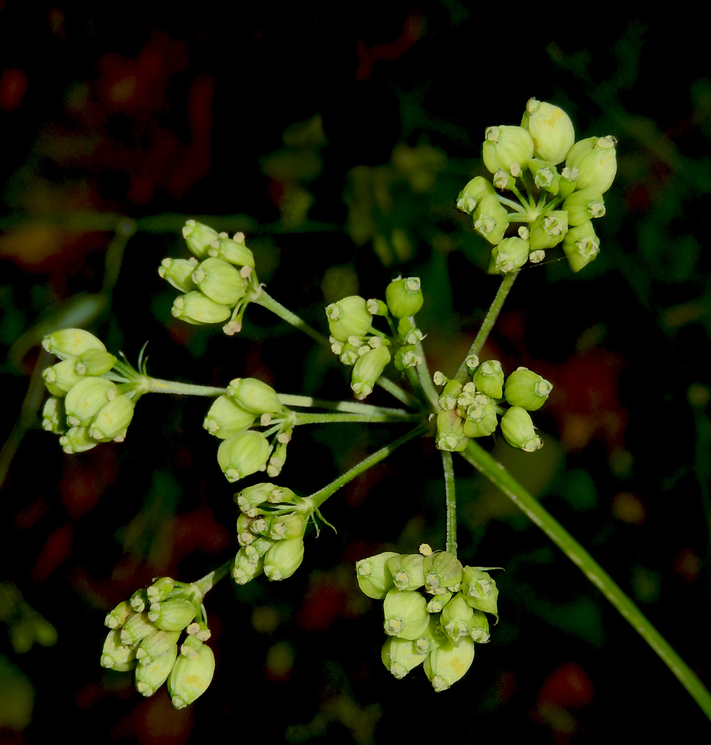 Изображение особи Cervaria caucasica.