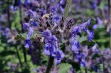 Nepeta mussinii