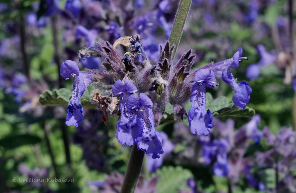 Изображение особи Nepeta mussinii.