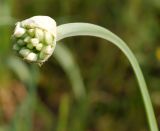 Allium nutans
