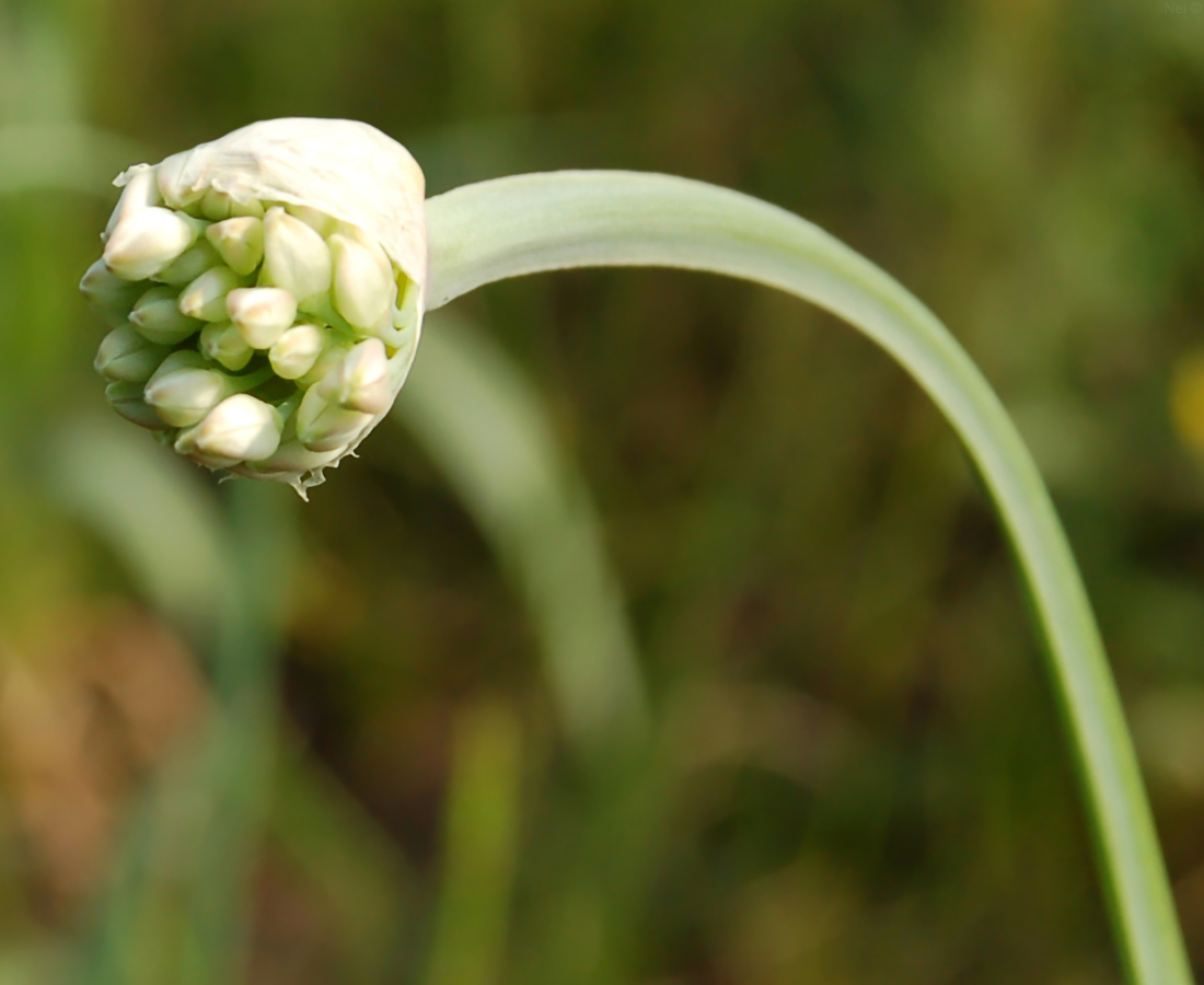 Image of Allium nutans specimen.