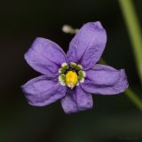 Solanum dulcamara