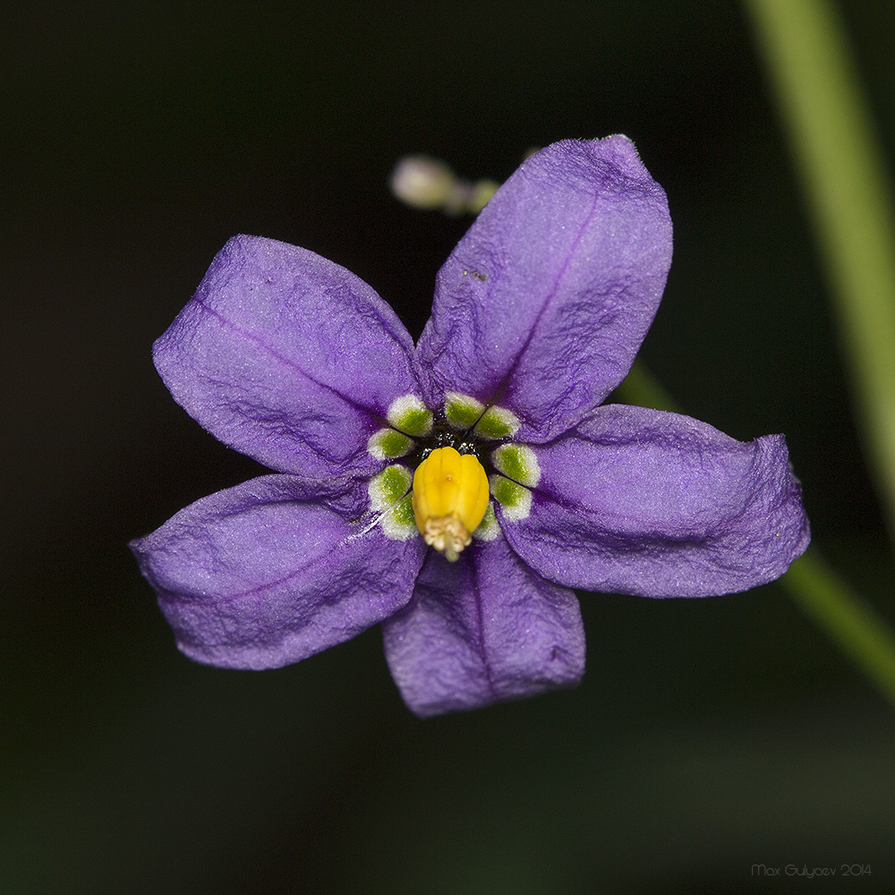 Изображение особи Solanum dulcamara.