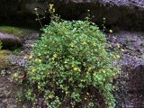 Saxifraga cymbalaria
