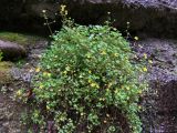 Saxifraga cymbalaria