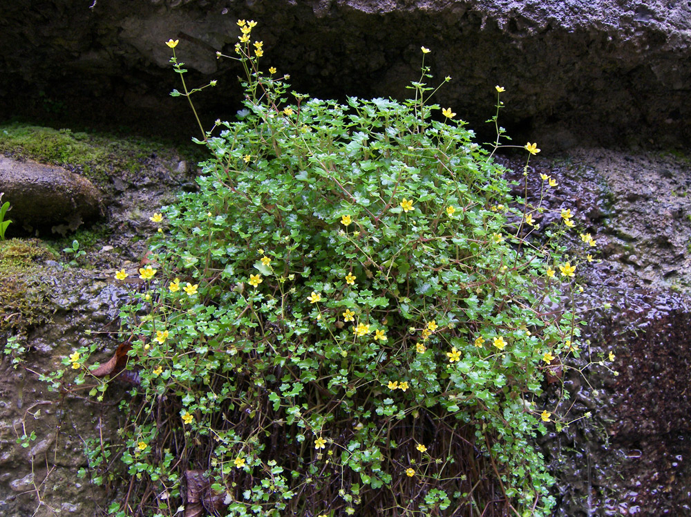 Image of Saxifraga cymbalaria specimen.
