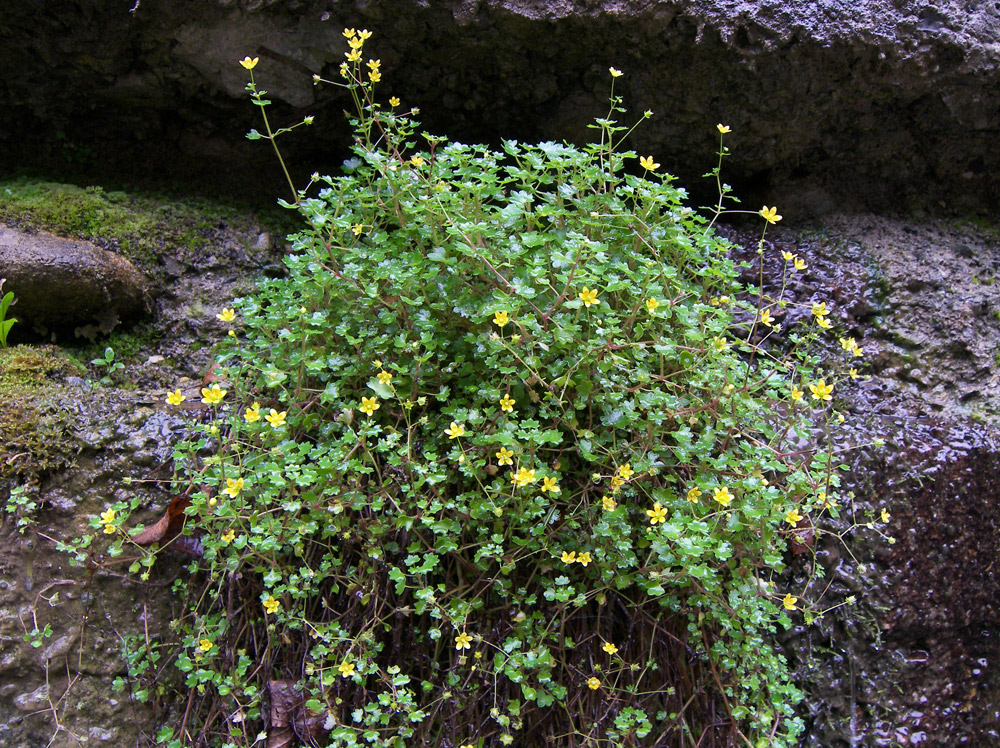 Изображение особи Saxifraga cymbalaria.