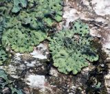 Hypogymnia physodes