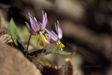 Erythronium caucasicum