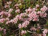 Loiseleuria procumbens. Верхушки цветущих растений. Магаданская обл., Ольский р-н, Ольское шоссе, на приморской сопке. 05.06.2016.