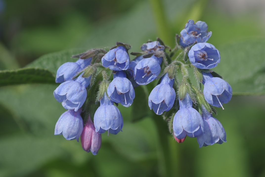 Image of Symphytum caucasicum specimen.