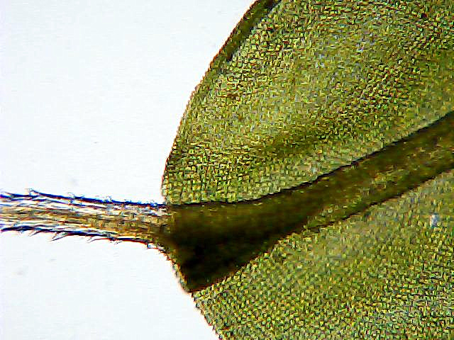 Image of Syntrichia ruralis specimen.