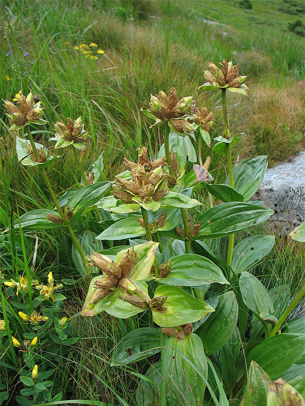 Image of Gentiana punctata specimen.