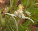 Leontopodium leontopodioides