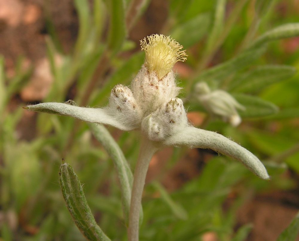 Image of Leontopodium leontopodioides specimen.