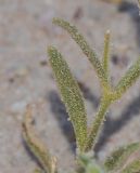 Silene villosa