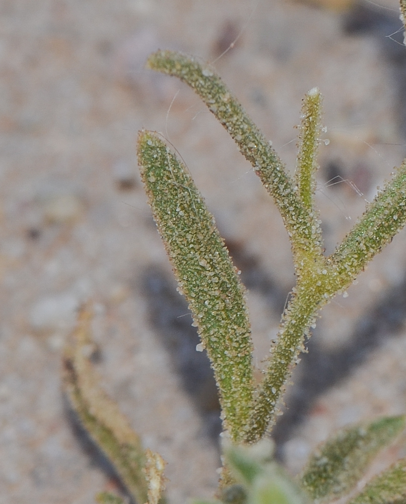 Image of Silene villosa specimen.