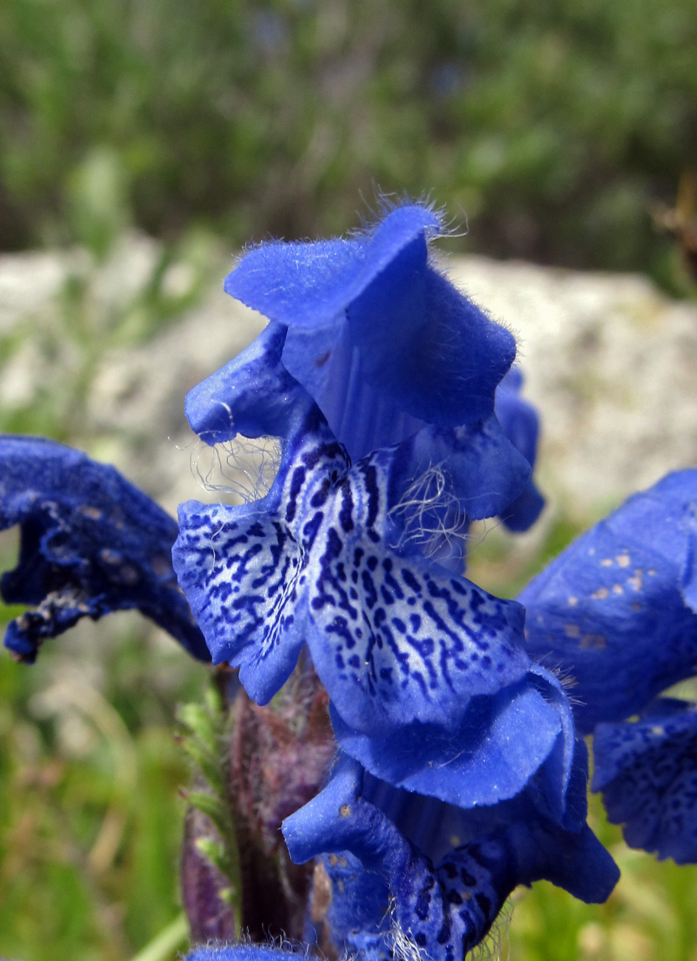 Image of Dracocephalum grandiflorum specimen.