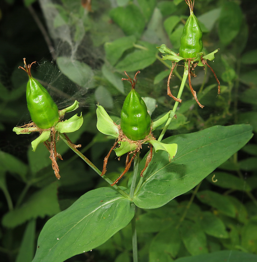 Image of Hypericum gebleri specimen.