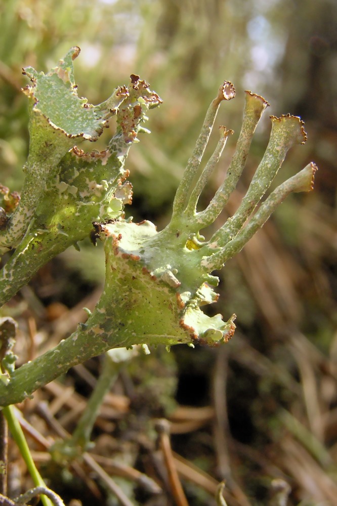 Изображение особи род Cladonia.