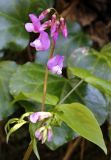 Lathyrus vernus