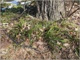 Carex pilosa. Перезимовавшие побеги. Чувашия, окр. г. Шумерля, берег р. Сура, ниже устья Чёрной речки. 6 апреля 2010 г.