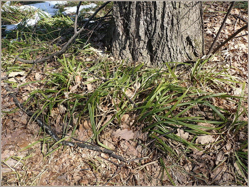 Image of Carex pilosa specimen.