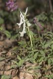 Corydalis solida. Цветущее растение, белая форма. Саратов, Лысая гора, р-н Телевышки, на опоке. 12.04.2017.