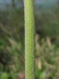Image of taxon representative. Author is Геннадий Окатов