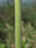 Primula macrocalyx