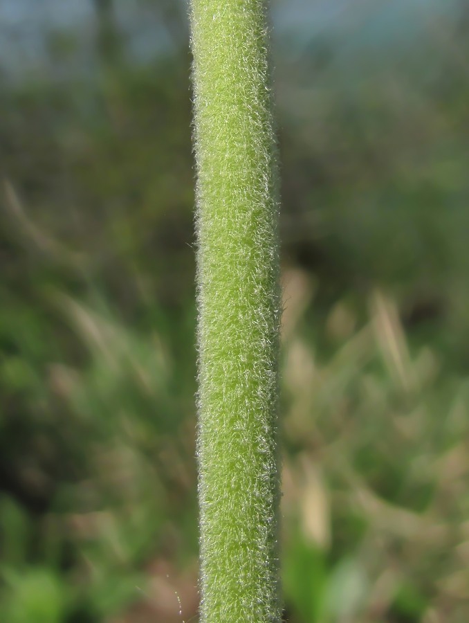Image of Primula macrocalyx specimen.