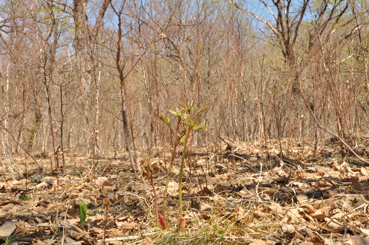 Image of Paeonia lactiflora specimen.