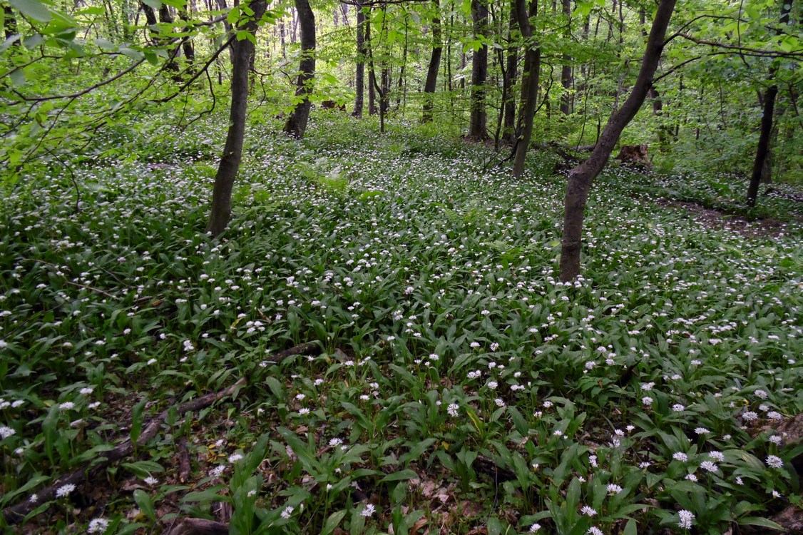 Image of Allium ursinum specimen.