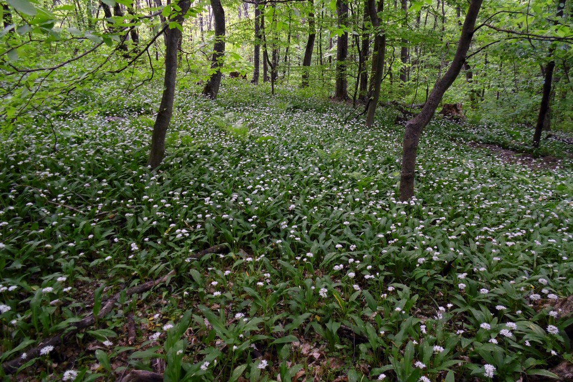 Изображение особи Allium ursinum.