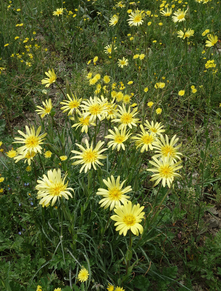 Изображение особи род Tragopogon.