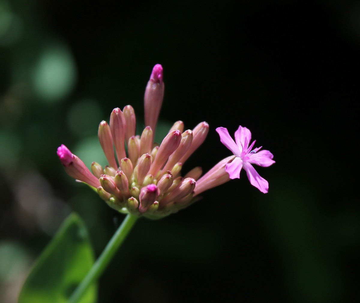 Изображение особи Silene compacta.