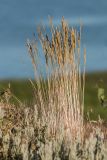 Festuca regeliana. Плодоносящие растения. Ростовская обл., Неклиновский р-н, окр. хут. Мержаново, терраса над абразивным береговым склоном. 04.06.2017.