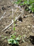 Draba muralis