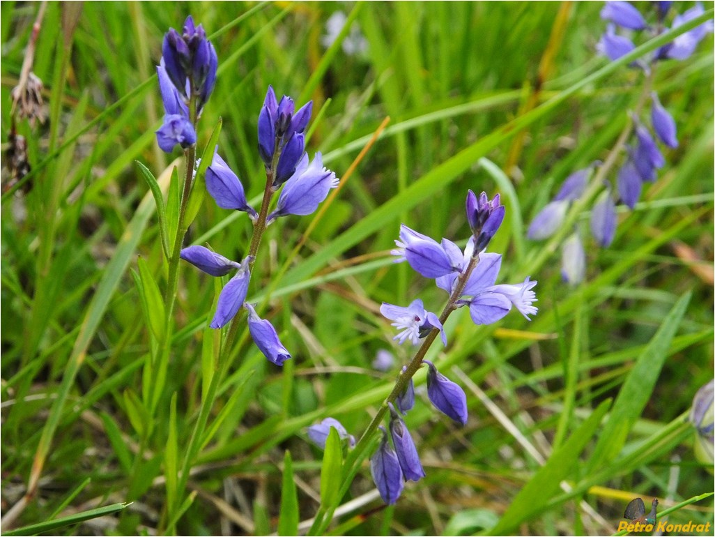 Image of Polygala vulgaris specimen.