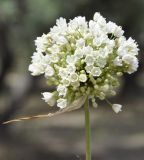 Allium pallens ssp. coppoleri