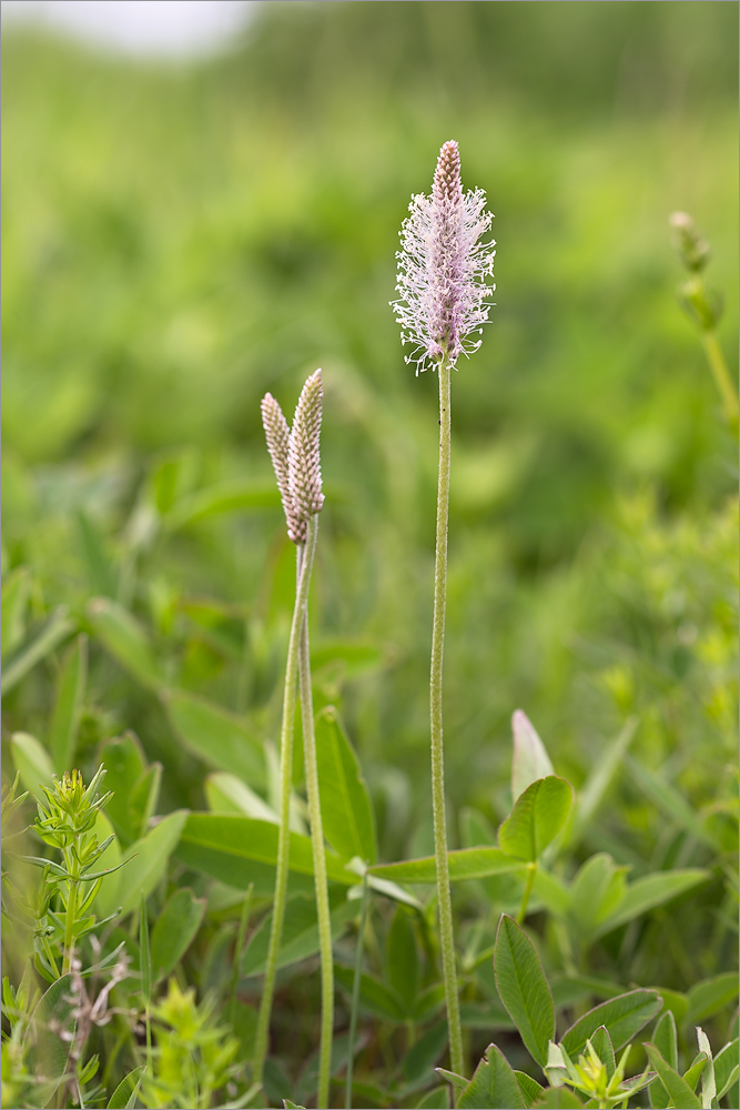 Изображение особи Plantago media.