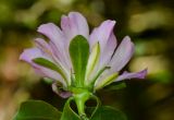 genus Pereskia. Цветок. Израиль, Шарон, г. Тель-Авив, ботанический сад \"Сад кактусов\". 26.06.2017.
