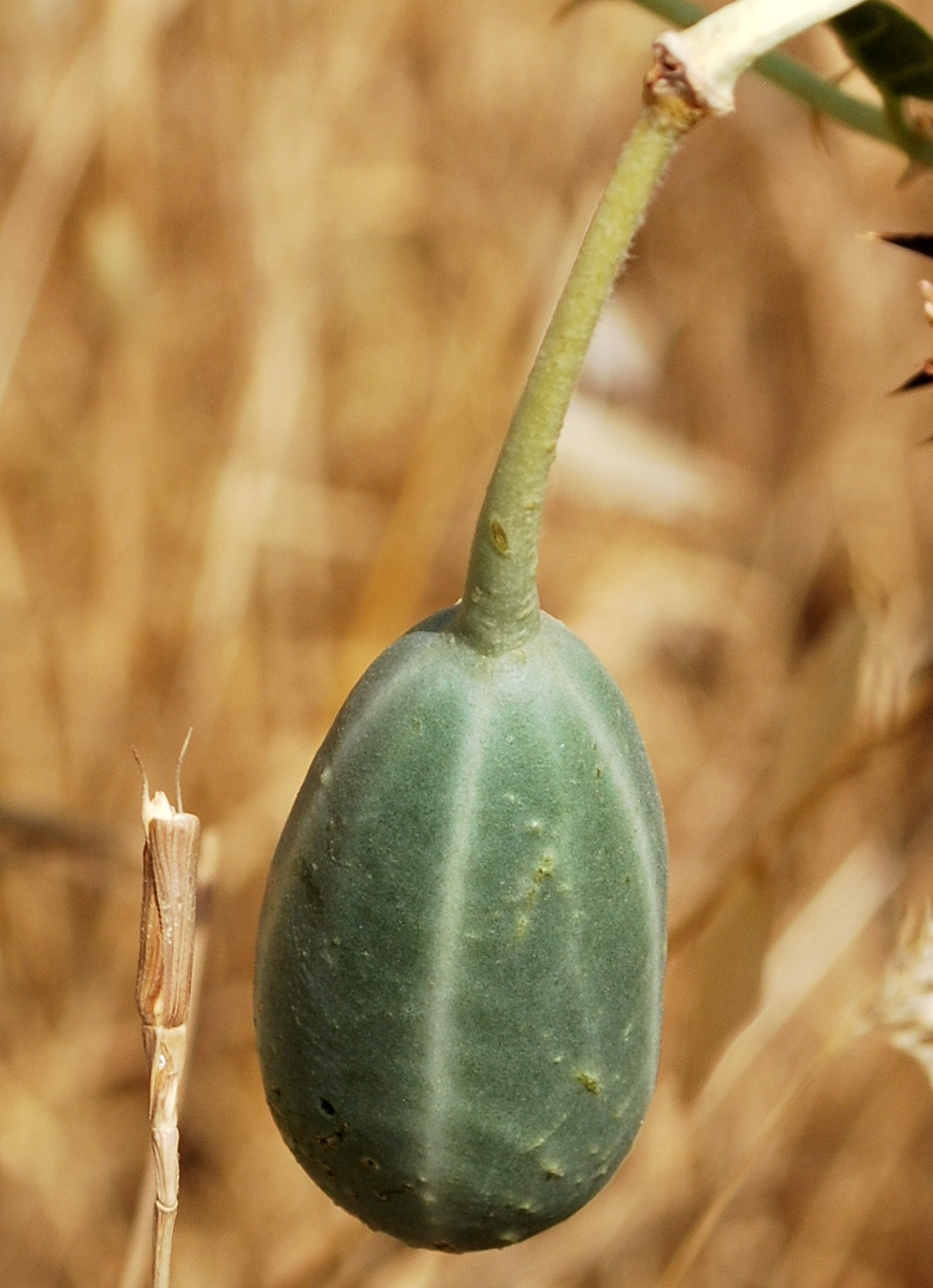 Image of Capparis herbacea specimen.